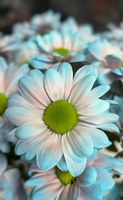 青色花有哪些花