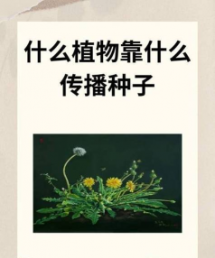 小众送妈妈的花有哪些花