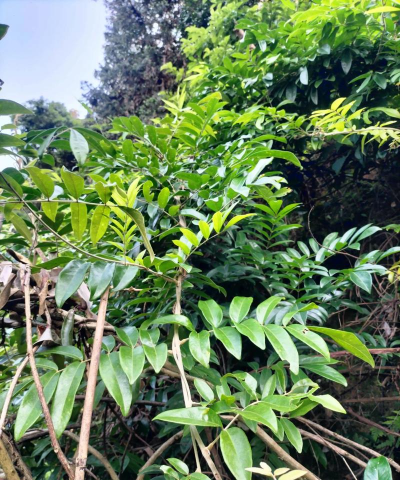 小众送妈妈的花有哪些花