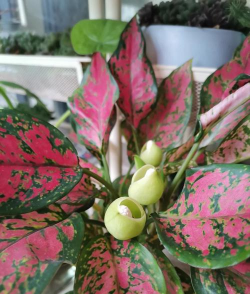 小众送妈妈的花有哪些花