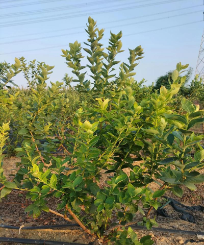 小众送妈妈的花有哪些花