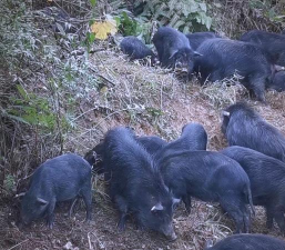 正宗纯种藏香猪在哪个地区