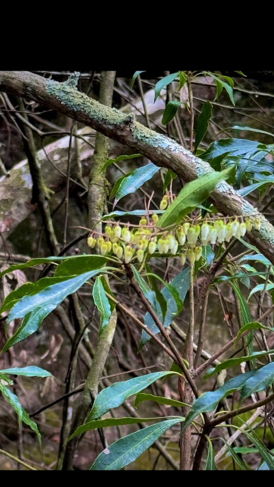 小众送妈妈的花有哪些花