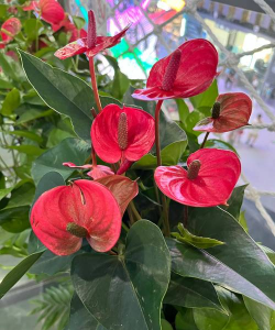 小众送妈妈的花有哪些花