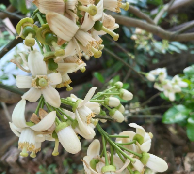 红橙花有哪些花