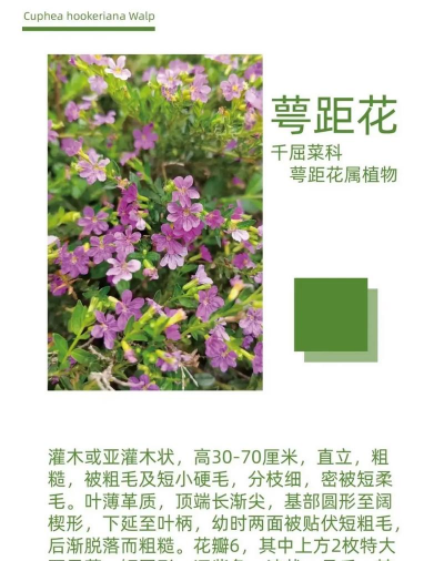 小众送妈妈的花有哪些花