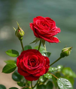 主体花有哪些花