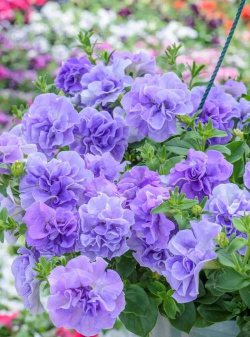 小众送妈妈的花有哪些花