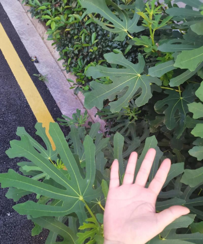 小众送妈妈的花有哪些花