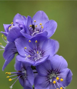 小众送妈妈的花有哪些花