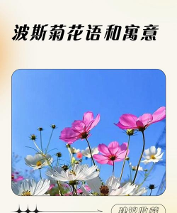 小众送妈妈的花有哪些花