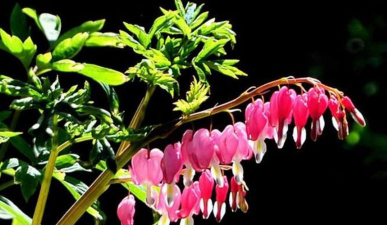 小众送妈妈的花有哪些花