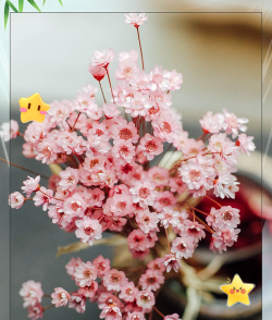 小众送妈妈的花有哪些花