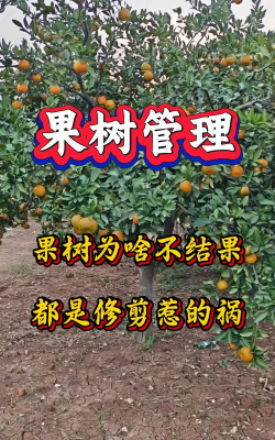 桔子树怎么种植不结果呢