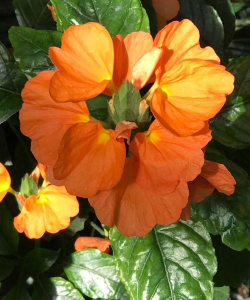 小众送妈妈的花有哪些花