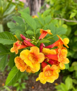 小众送妈妈的花有哪些花