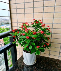 小众送妈妈的花有哪些花