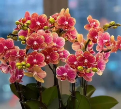 小众送妈妈的花有哪些花