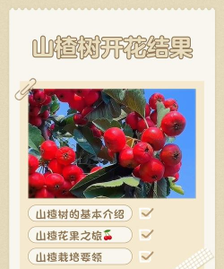 山楂树几年开花结果
