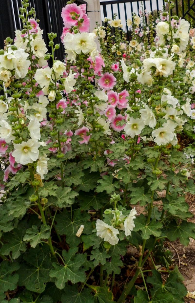 小众送妈妈的花有哪些花