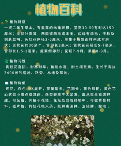 狗娃花的养殖方法和注意事项