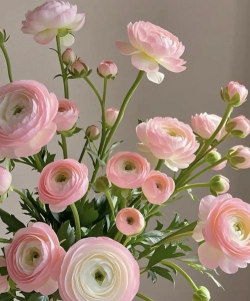 小众送妈妈的花有哪些花