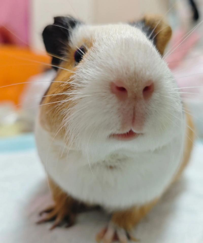 小众送妈妈的花有哪些花