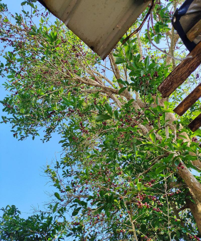 海南冬天怎么种植葡萄树