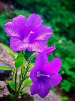 小众送妈妈的花有哪些花