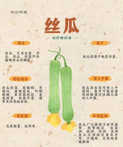 丝瓜一年四季都可以种吗