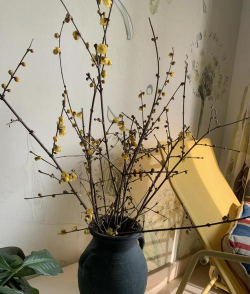 小众送妈妈的花有哪些花