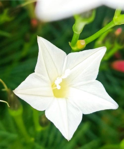 小众送妈妈的花有哪些花