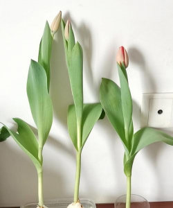 小众送妈妈的花有哪些花