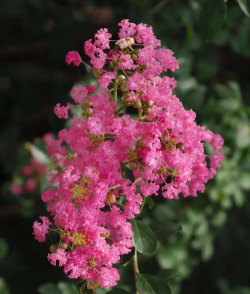 小众送妈妈的花有哪些花