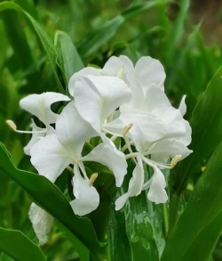 小众送妈妈的花有哪些花