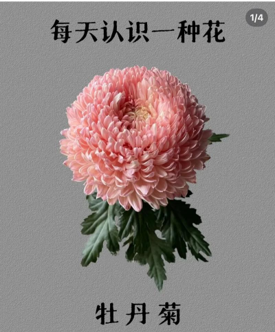 小众送妈妈的花有哪些花