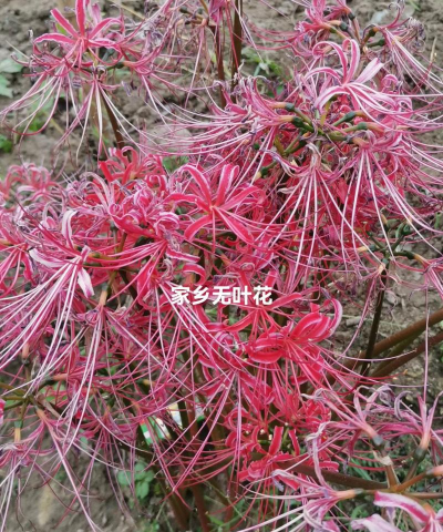 小众送妈妈的花有哪些花