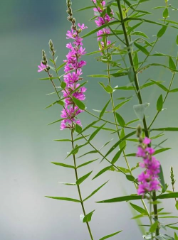 哪些花有有花穗的