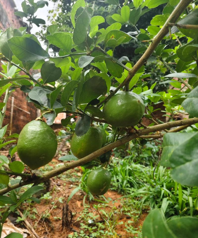 广东香水柠檬怎么样种植