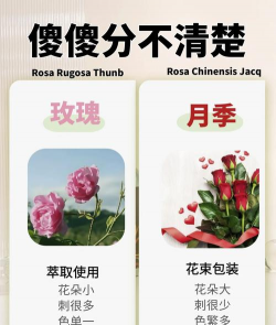 小众送妈妈的花有哪些花