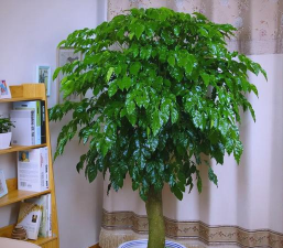 小众送妈妈的花有哪些花