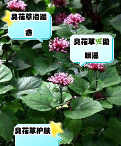 小众送妈妈的花有哪些花