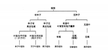 小众送妈妈的花有哪些花