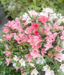 小众送妈妈的花有哪些花