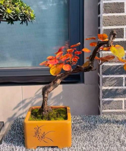 小众送妈妈的花有哪些花