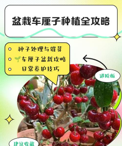 车厘子怎么种植盆栽