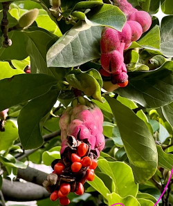 小众送妈妈的花有哪些花