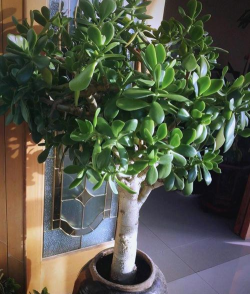 小众送妈妈的花有哪些花