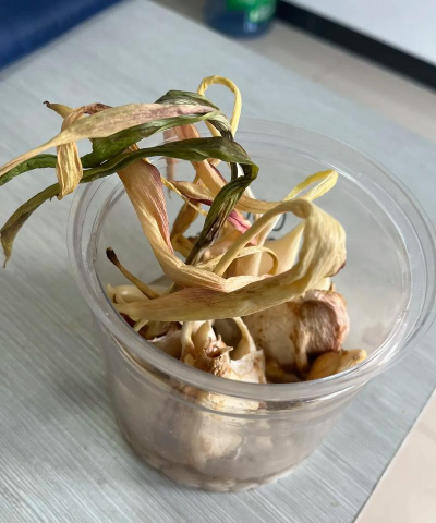 小众送妈妈的花有哪些花