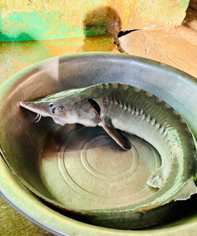 中华鲟有人工养殖的吗?